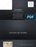 Humero Anatomia