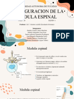 Medula Espinal C1-C4