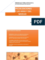 Especializaciones de Las Hifas y El Micelio