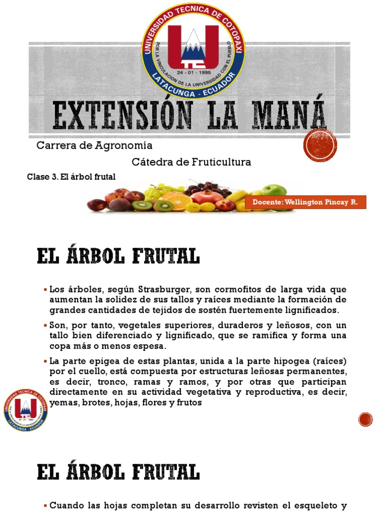 Fases del árbol frutal en fruticultura | PDF | Tallo de la planta | Arboles