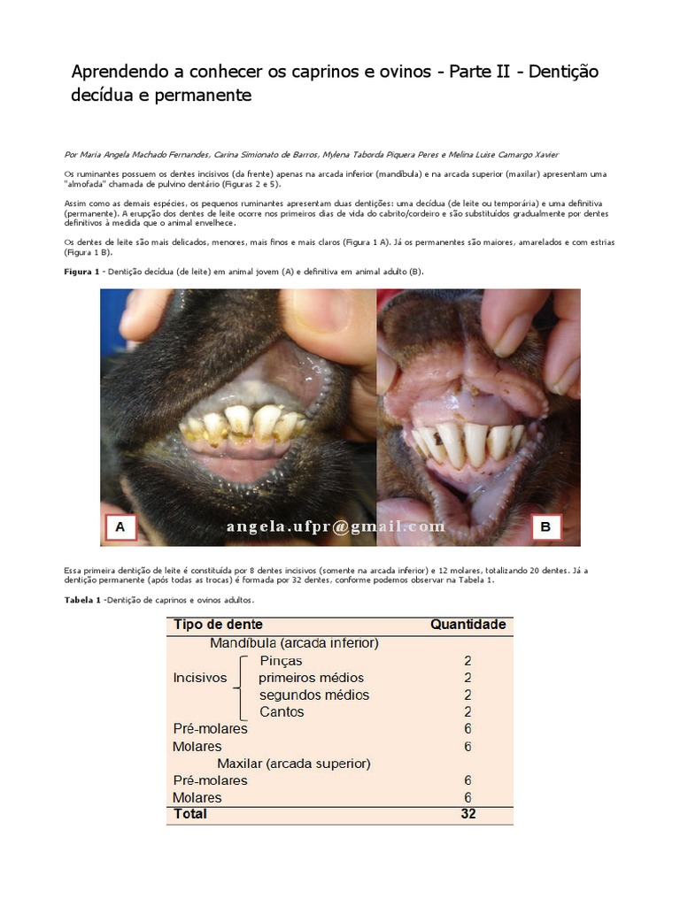 Denticao de caprinos e ovinos pdf dente anatomia dental