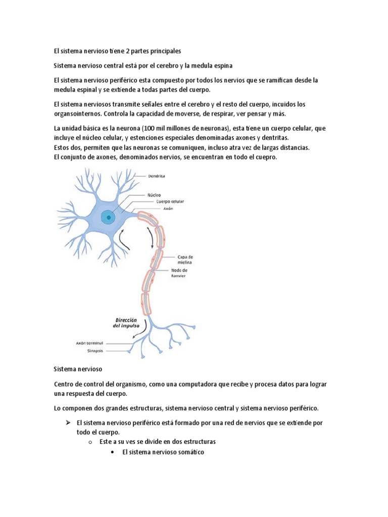 El Sistema Nervioso | PDF | Sistema nervioso | Neurona