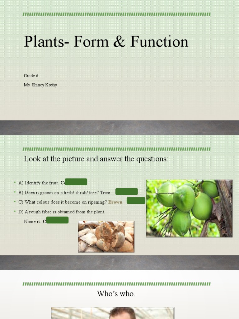 Plants Form & Function PDF Leaf Flowers