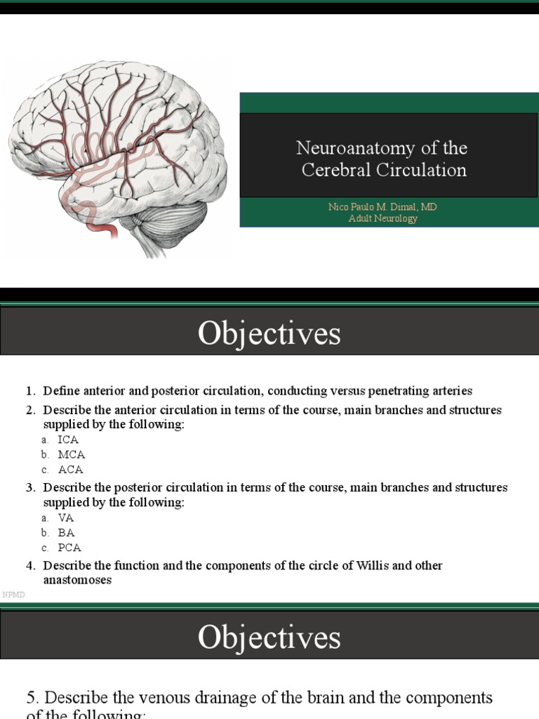 Cerebral Circulation for Neurologists | PDF | Vein | Brainstem