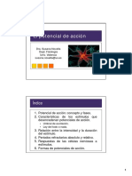 Tema 10 El Potencial de Acción