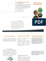 Digestion en Vertebrados PDF