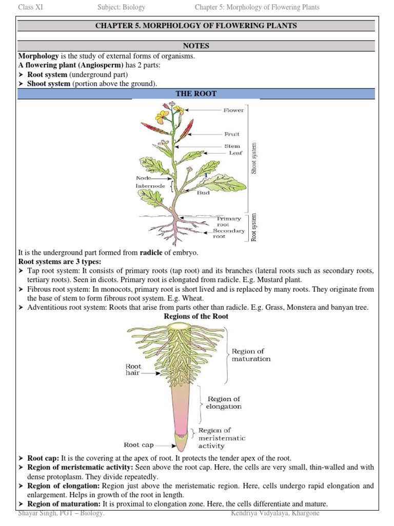 Chapter 5 Morphology of Flowering Plants PDF Leaf Petal