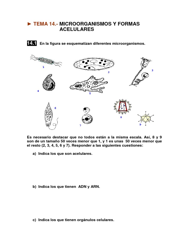Microorganismos y Formas Acelulares | PDF | Bacteriófago | Virus