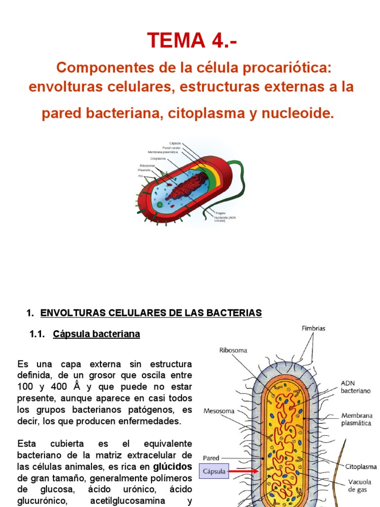 Estructura de la célula procariota | PDF | Membrana celular | Las bacterias