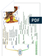 Anatomia Da Orelha - Esquema