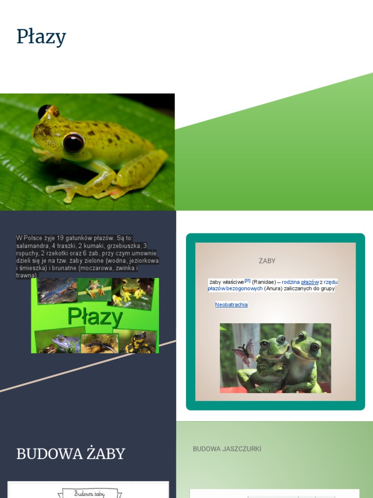 Płazy | PDF