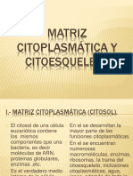 Matriz Citoplasmtica y Citoesqueleto