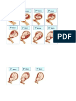 Proceso Del Embarazo