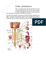 Sistema adrenérgico: neurotransmisión y receptores