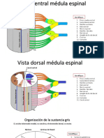 MEDULA