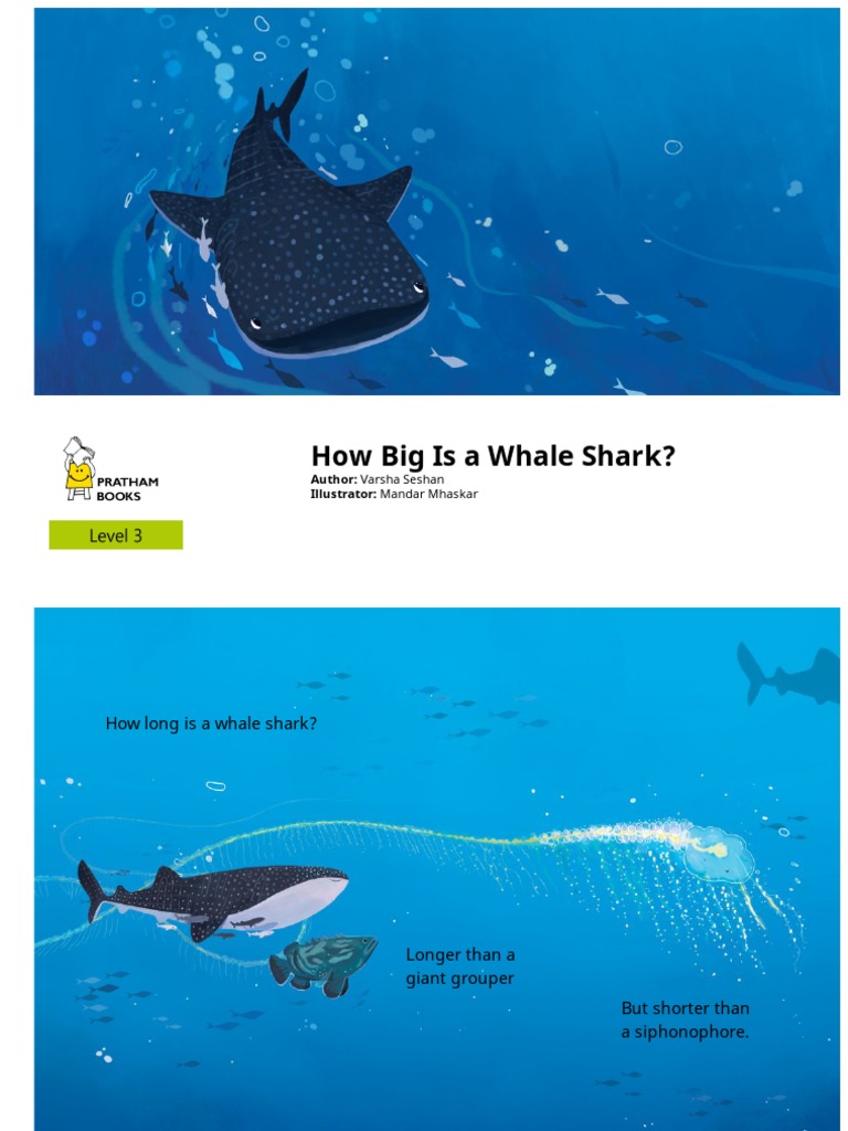 How Big Is A Whale Shark | PDF | Whales | Sharks
