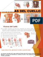 Visceras Del Cuello