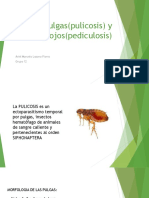 Pulgas y piojos: morfología, enfermedades y control