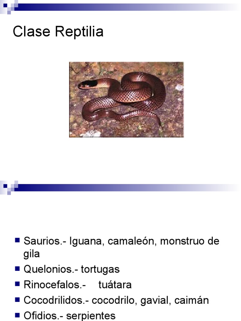 Clase Reptilia | PDF | Lagartija | Reptil