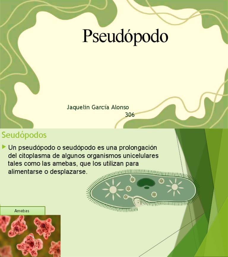 Descripción Del Pseudópodos _ Pseudopodos: Definición y Ejemplos – GTYDB