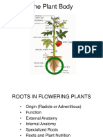 Roots in Flowering Plants