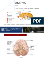Sistema Nervioso - Encéfalo