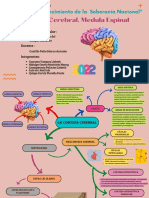 Corteza Cerebral y Medula Espinal