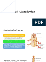 Arteri Adamkiewicz Anatomi & Fungsi