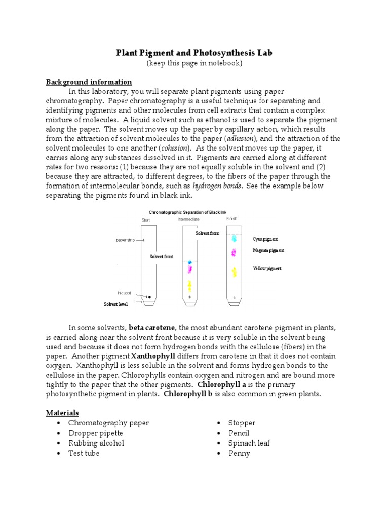 Chromatography Lab PreAP PDF Photosynthesis Solvent
