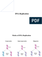 DNA Replication