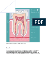 Órgano Dental