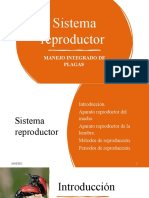 Sistema Reproductivo - Entomología