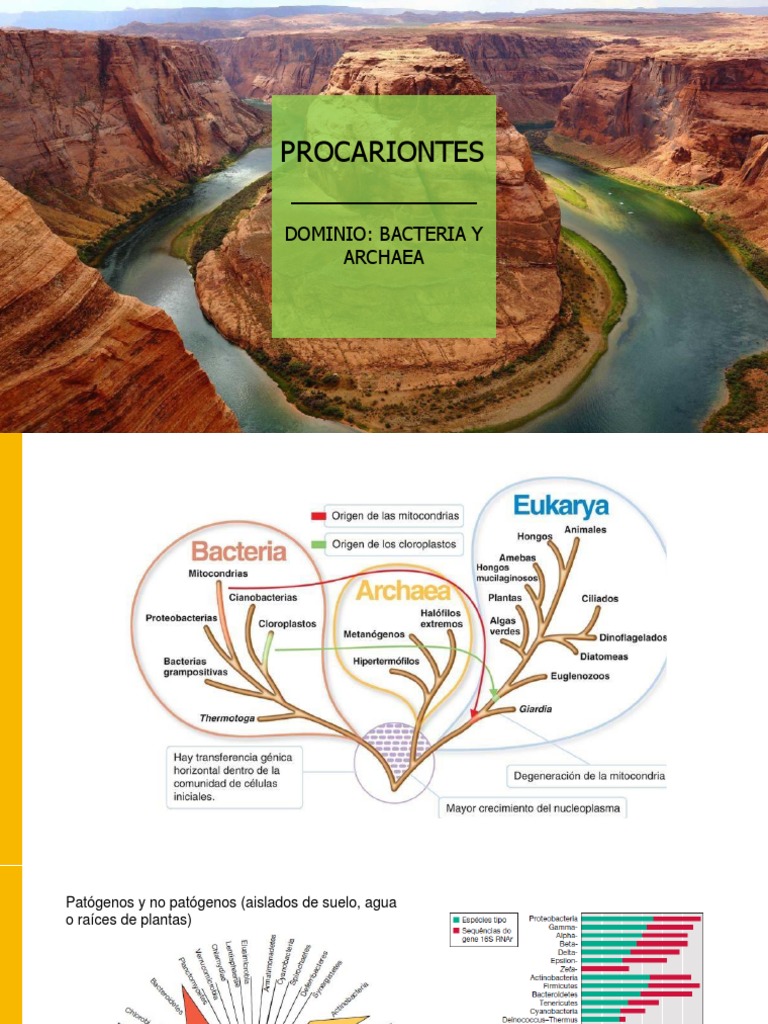 Procariotes Dominios Bacteria y Archaea | PDF | Las bacterias | Procariota