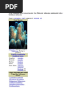 Download Karang by muhammad-fauzan-2932 SN60188182 doc pdf