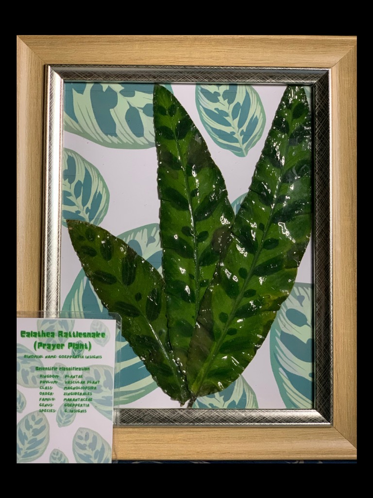 Calathea Rattlesnake (Prayer Plant) | PDF