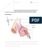 Muscular System Lab