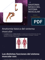Anatomia Basica Del Sistema Muscular..