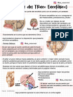 Anatomía Del Tronco Encefálico