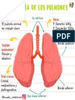 Anatomía de Los Pulmones