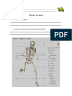 Esqueleto, músculos e pele humanos