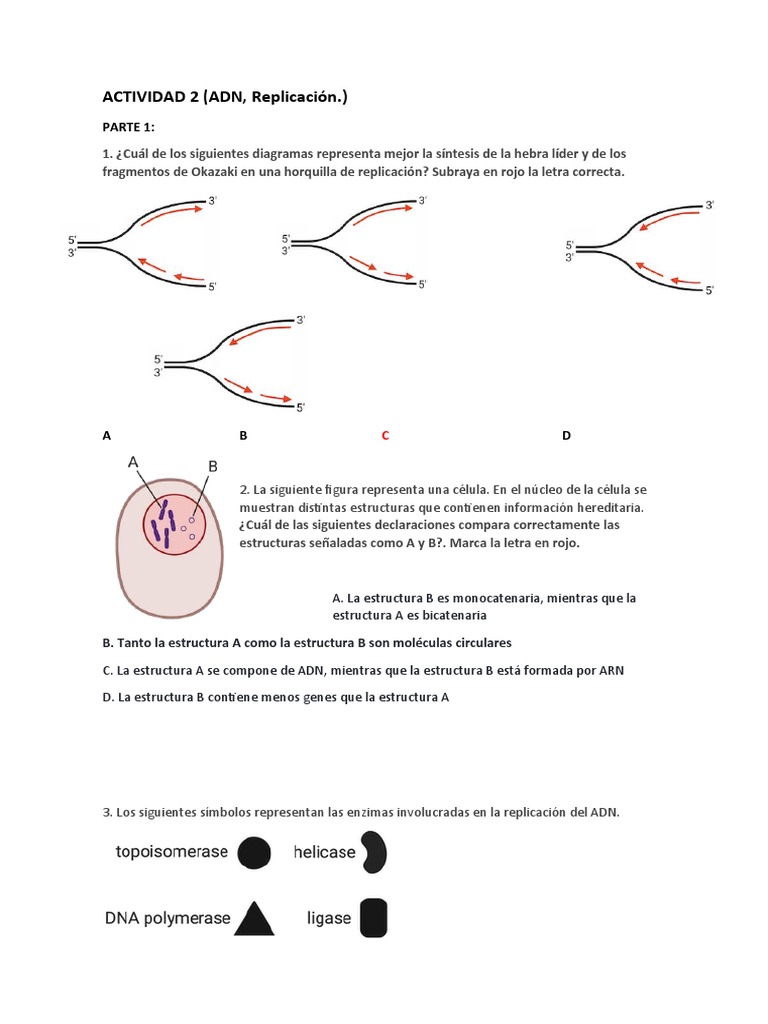 Estructura y Replicación del ADN | PDF | Adn | Replicación De Adn