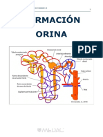 Formacion Orina