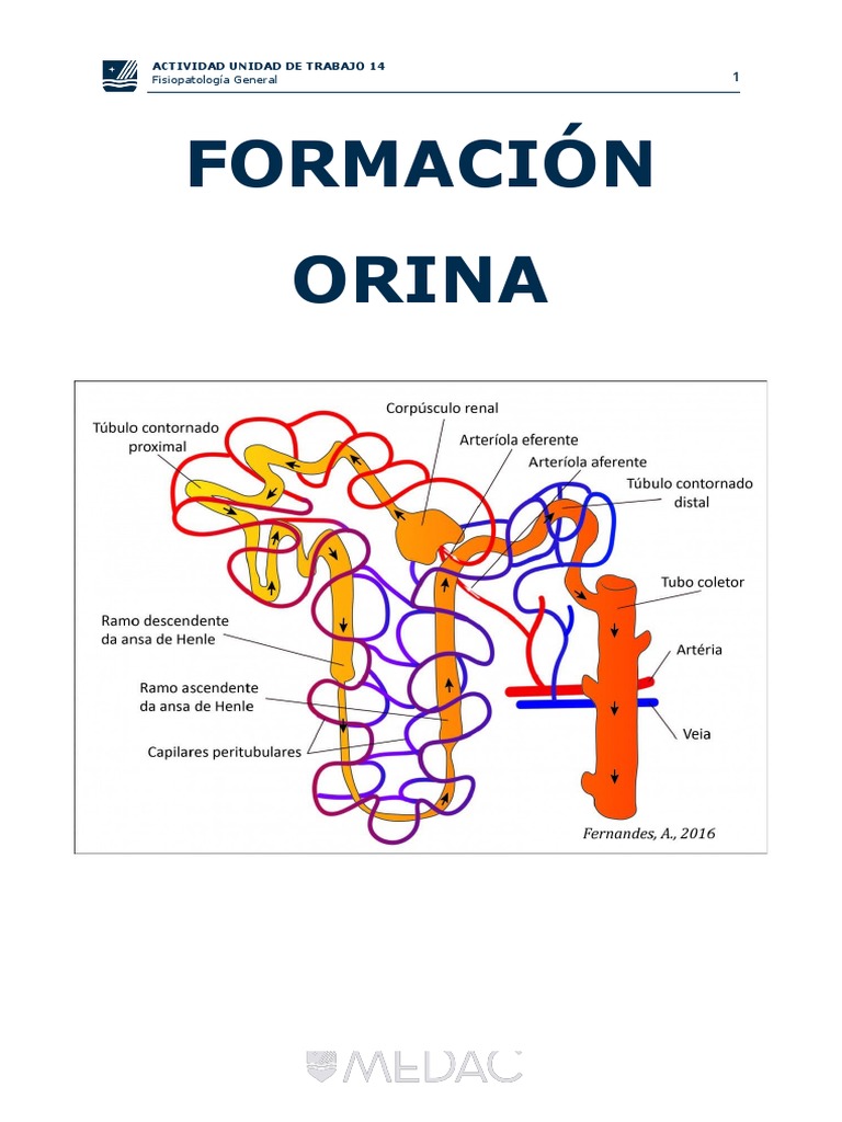 Formacion Orina Pdf Riñón Orina