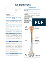 Skeletal System1