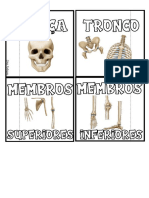 Flipbook - Esqueleto Humano