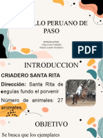 Criadero Santa Rita caballos paso peruano