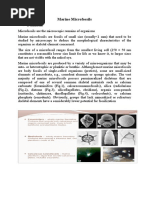 Marine Microfossils