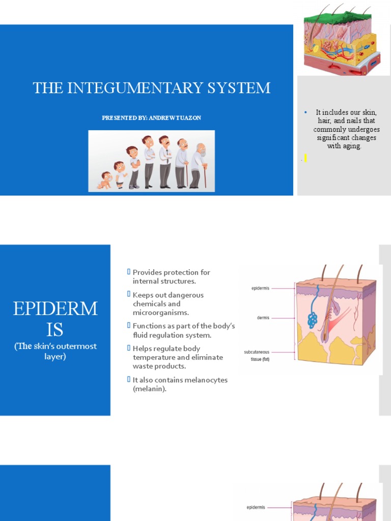 2_-INTEGUMENTARY-SYSTEM | PDF | Integumentary System | Skin