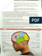 (Compiled) Parts of The Brain