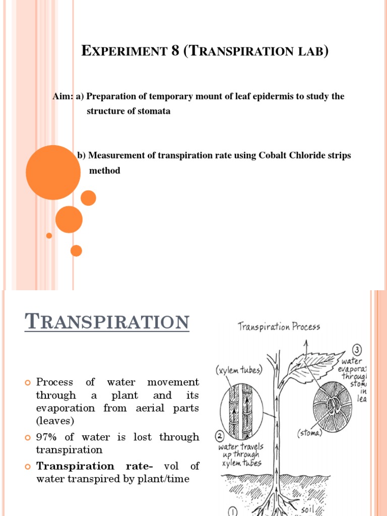 Transpiration Lab Slides PDF Stoma Leaf